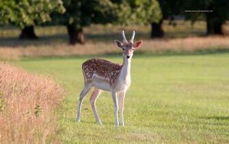 Deer Pictures HD Wallpaper Desktop Background For
