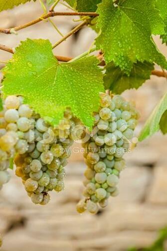 Wallpaper With Crete White Grapes Vertical Stock Photos