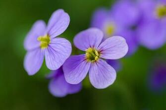 Background Beautiful Bloom Blooming Blossom Blur Botanical