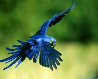 Macaw Hunting Parrot Wallpaper Pixel Popular HD