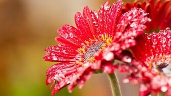 November By Stephen Comments Off On Cool HD Wallpaper Flowers