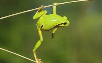 Frog Long Leg Wallpaper HD