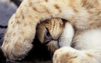 Wild Cats Wallpaper High Quality HDq Cover Photos