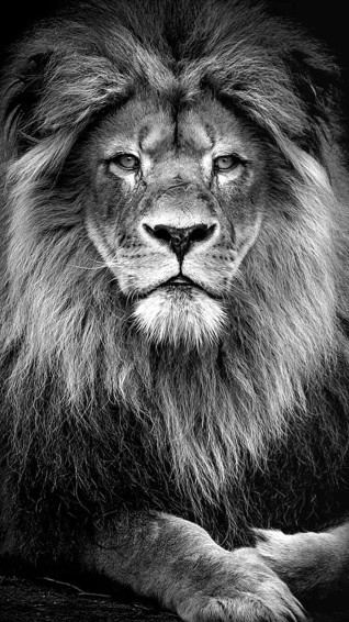 Black And White Lion Wallpaper