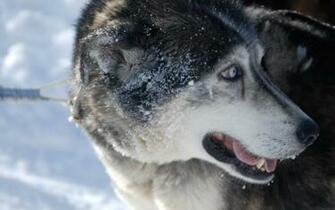 Snow Dogs Wallpaper Husky