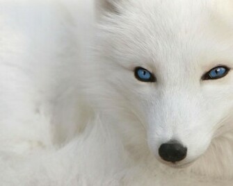 White Wolf Desktop Wallpaper HD
