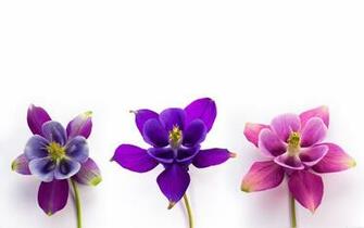Columbine Flowers 4k HD Desktop Wallpaper For Ultra Tv