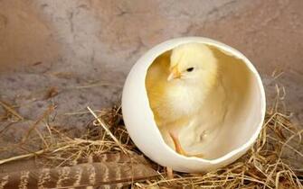 Funny Little Chicken Wallpaper HD