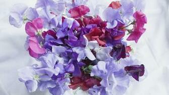 Wallpaper Sweet Pea Colorful Bouquet Laptop