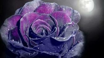 Purple Rose Background Image Photography