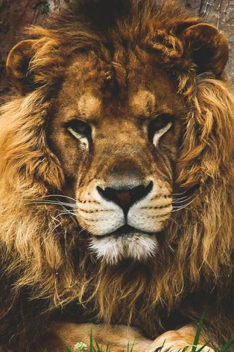 Lion Nature Phone Wallpaper