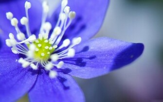 Purple Flower Desktop Wallpaper