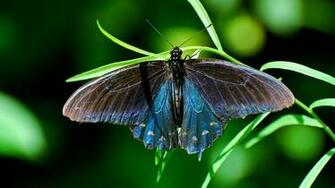 Wallpaper Butterfly On Green Leaves Insects Close Up
