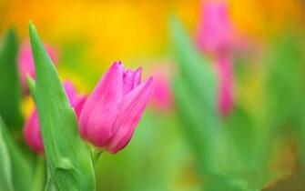 Tulips Flowers Bokeh HD Wallpaper Spring Pink