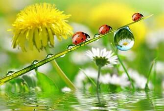 Dandelions Ladybugs Drops Nature Flowers Wallpaper