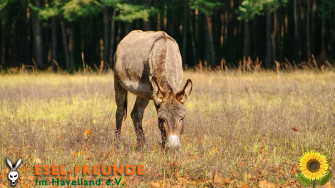 Donkey Wallpaper