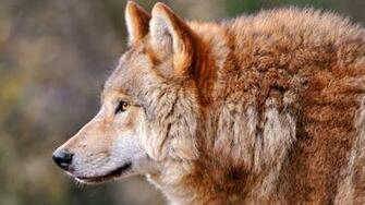 Wolf Profile Animal Predator Dog Wallpaper Background 4k Ultra HD