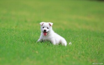 Baby Dog Wallpaper Love