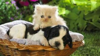 Kitten And Puppy Wallpaper