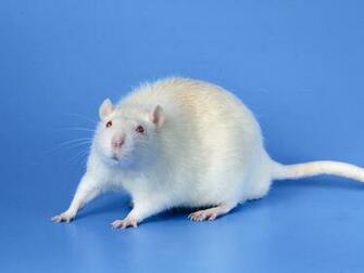 Lab Rat Graphics Code Comments Pictures