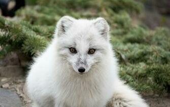 Arctic Fox Desktop Wallpaper HD