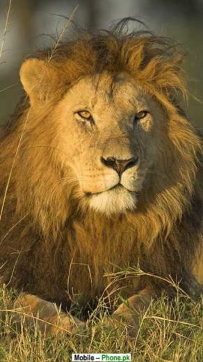 Lion Jpg