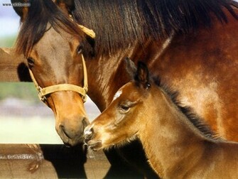 Animals American Quarter Horse Picture Nr