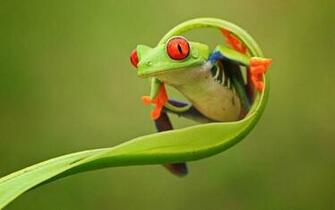 Frog Background