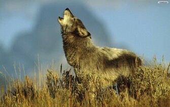 Youwall Howling Wolf Wallpaper