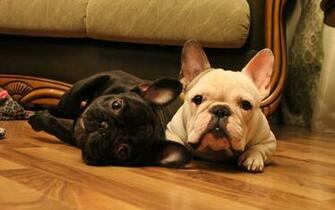 Cute Baby English Bulldog Wallpaper