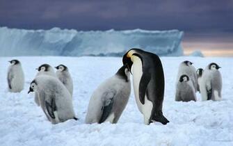 Emperor Penguin HD Wallpaper Background Image Id