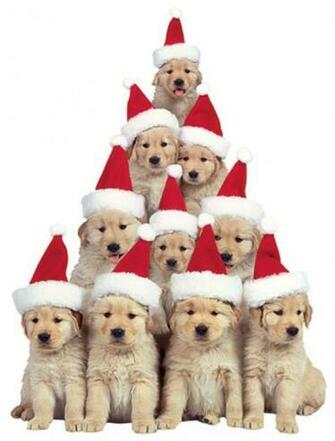Golden Retriever Puppies Holiday Magnet