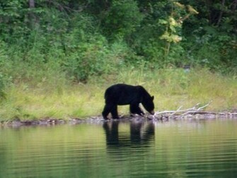 Black Bear