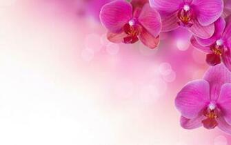Pink Flowers Background