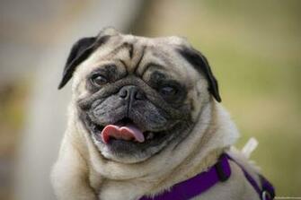 Cute Pug Dog HD Wallpaper For Desktop