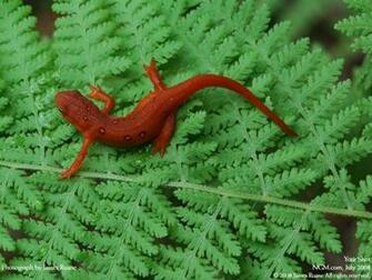 Lizard Wallpaper Wall4ever