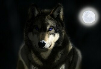 Grey Wolf Wallpaper Corners