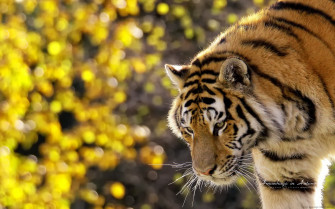 Husn Ke Nazare Wallpaper