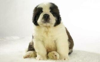 Pics Photos St Bernard Wallpaper