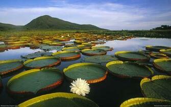 Brazil HD Desktop Wallpaper Nature Best