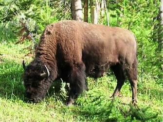 Pin Bison Buffalo Wallpaper Back To