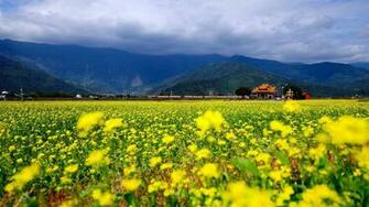 Field Of Flowers Wallpaper
