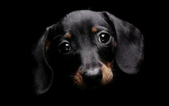 Cute Dog Dogs Wallpaper