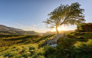 Wallpaper The Sun Tree Morning Ireland Killarney National Park