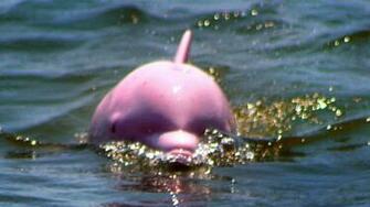 Pink Dolphin Wallpaper HD Fine