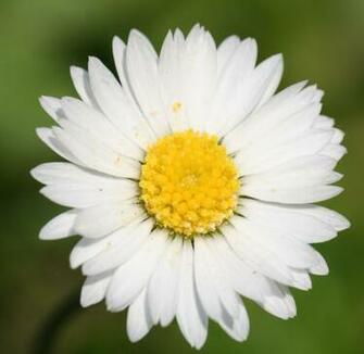 White Daisy Wallpaper Colors Photo