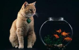 Cat And Fish Wallpaper Amazing Kitty