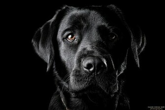 The Black Lab Ii By Wordup