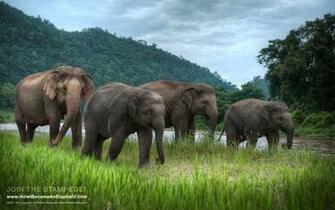 Elephant Wallpaper Desktop