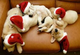 Cute Christmas Puppies And Dogs Christian Wallpaper